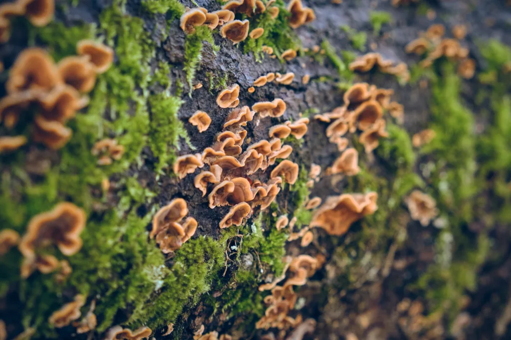 Mushrooms and moss on tree